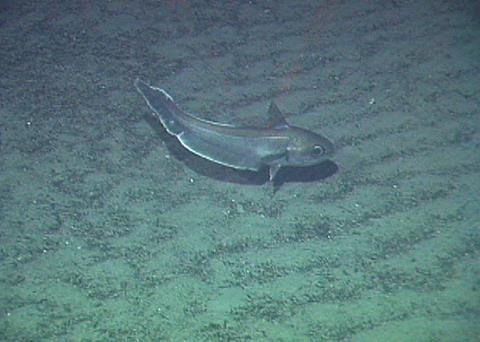 The agreement reduces the TACs of most stocks including all stocks of roundnose grenadier Photo: NOAA
