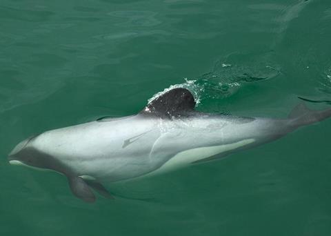 Two incidental captures of Hector’s dolphins were recorded. Credit: James Shook/ CC BY 2.5