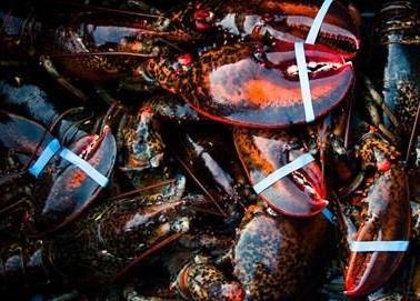 Lobster harvested from The Bay of Fundy, Scotian Shelf and Southern