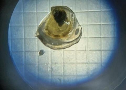 Native flat oysters cultured on land