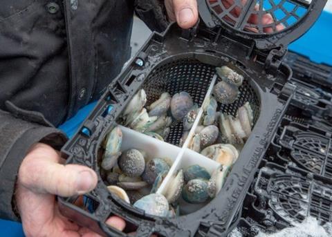 Abalone at Ocean Grown Abalone’s farm. Credit: Ocean Grown Abalone