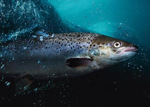 Benchmark is proposing a multi-disciplinary approach to salmon farming Photo: Benchmark