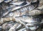 HIMI mackerel icefish