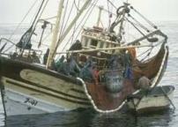 Banning discards will promote fish stock recovery and increase fishermen’s incomes. ©FAO/Giuseppe Bizzarri