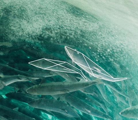 AI Biomass Monitoring