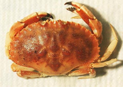 Jonah crab