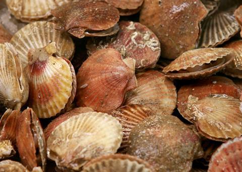 Australian study finds that seismic surveys kill scallops