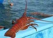 The Baja California red rock lobster fishery has been re-certified