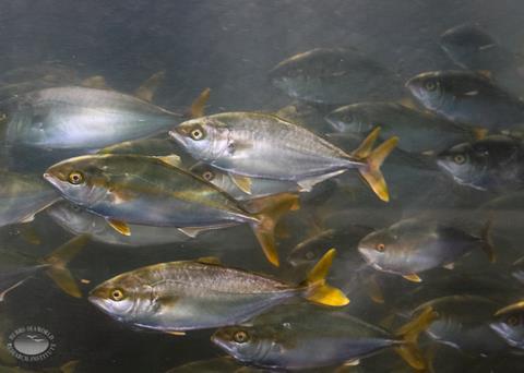 Farm-Raised California yellowtail at Hubbs-SeaWorld Research Institute Photo: Hubbs-SeaWorld Research Institute
