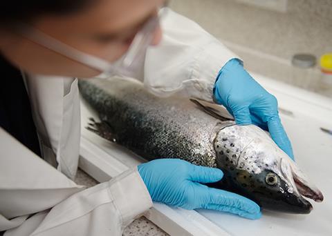 Researchers are trying to develop a simple tool that can detect heart disease in salmon Photo: SAIC