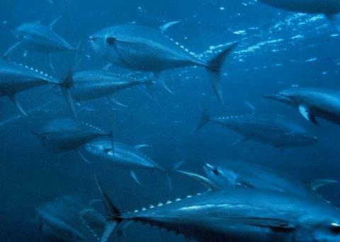 School of bluefin tuna. Credit: NOAA Fisheries Service