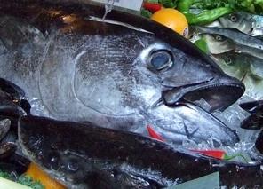 Bluefin tuna. Credit: Julie Bedford, NOAA