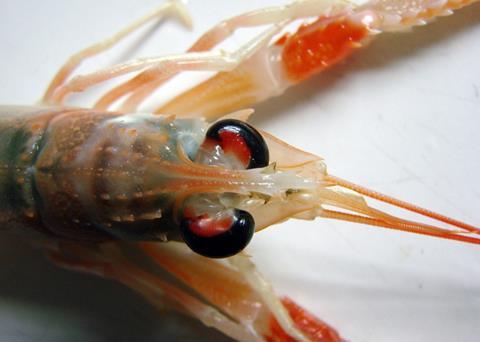 The decline of prawns the in Fladens fishery appears to be due to environmental and biological factors
