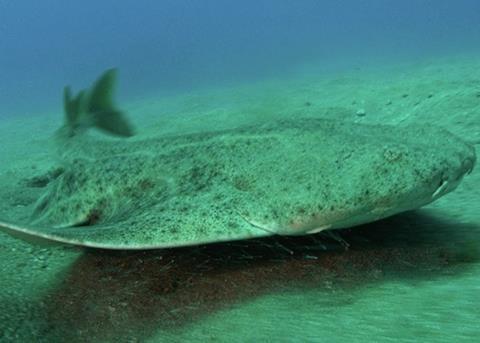 The Critically Endangered angelshark, which was formerly found throughout European waters, is now mostly restricted to the Canary Islands due to the impacts of fisheries bycatch. Credit: Philippe Guillaume – Slingshot/CC BY 2.0 via Wikimedia Commons