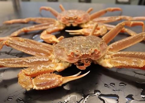 Snow crab populations are changing as a result of temperate change in the Bering Sea Photo: NOAA