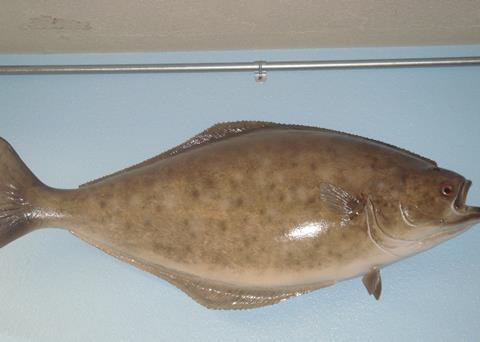 Atlantic halibut is in high demand in North America