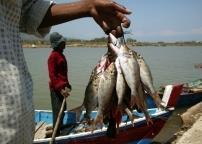 Most of Indonesia's fisheries production is artisanal © FAO/Jim Holmes