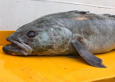 The inaugural Toothfish Industry-Science Workshop is taking place next week. Credit: NOAA NMFS SWFSC Antarctic Marine Living Resources (AMLR) Program