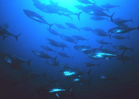 Bluefin tuna. Credit: NOAA/Marine Photobank