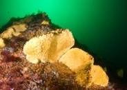 Conservation of threatened Baltic Sea species like Yellow boring sponge is needed. Photo: Oceana/Carlos Suarez