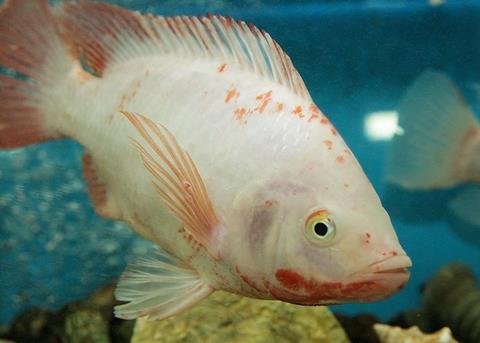 Biomin will unveil its new research center early in 2015