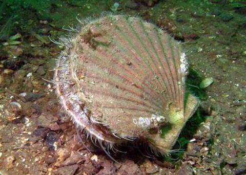 Shellfish are thriving because predatory species are being overfished. Photo credit: Howard Wood