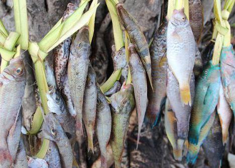 WorldFish is working with Timor-Leste to develop the country’s fisheries sector. Credit: WorldFish
