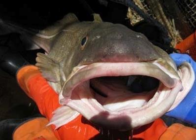 Oceana is suing NMFS for inadequate observer coverage in the New England groundfish fishery. Credit: NOAA