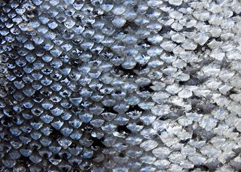 The Farmed Fish Health Framework has been refreshed with a reformatted steering group Photo: istockphoto