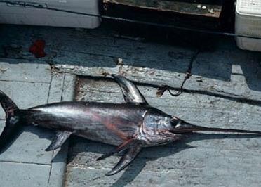 The recommendation is to better track vessels engaged n IUU fishing for tuna, swordfish, sharks and others
