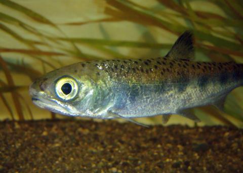 Fingerling salmon in hatchery. Credit: Gerick Bergsma 2010/Marine Photobank