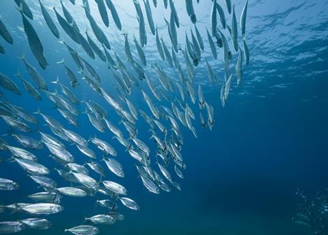 The fines are issued against companies and individuals for serious infringements linked to illegal fishing activities in the Southern Ocean. Credit: MAGRAMA