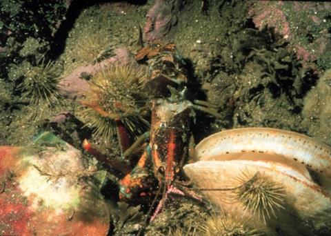Scallops. Credit: NOAA