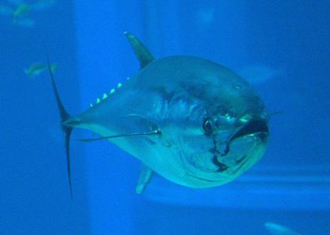 Northern Bluefin