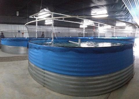 Each of the five maturation tanks (pictured) is now home to 40 male and 40 female shrimp