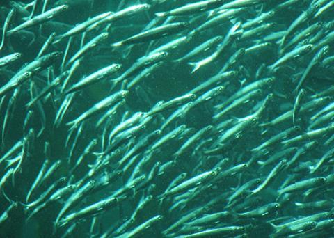 Pacific sardine. Credit: Tewy