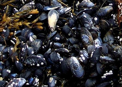Mussels live in meta-populations