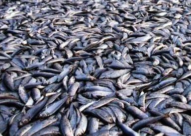 25 fish stocks in EU waters are known not to be overfished, including herring