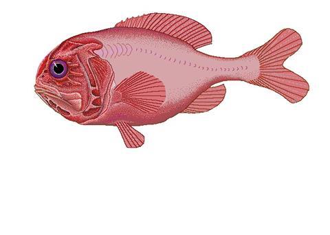 Orange Roughy