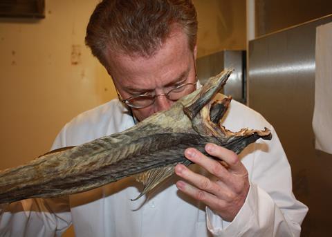 Fresh headed and gutted cod is the raw material used in traditional outdoor production of stockfish