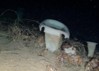 Glass sponges (Asconema setubalense) and lost fishing lines © OCEANA