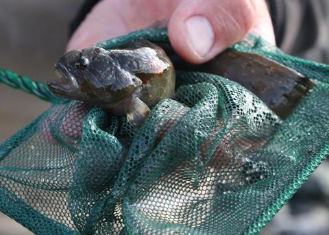 A Sustainable Solution to Aquaculture?