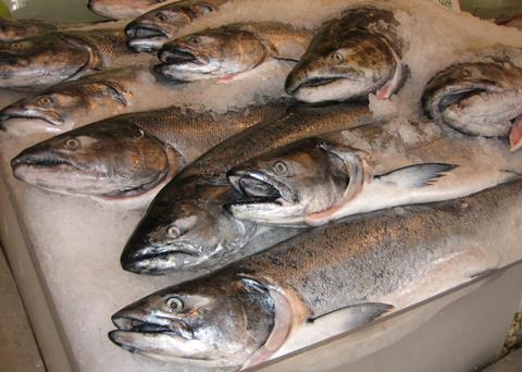 The ISA virus has not been detected in Washington salmon. Credit: Fawcett5