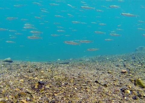Telemetry data have revealed the often-mysterious migrations of endangered marine animals. Photo: Nathan Furey