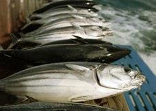 Skipjack tuna. Credit: NOAA