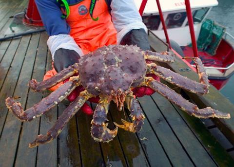 king crab