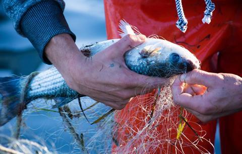 EU Fisheries