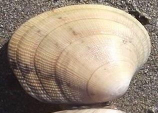 Carpet shell clam (Venerupis decussate). Credit: Cwmhiraeth/CC-BY-SA-3.0