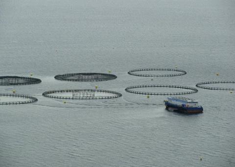 The government is investing more than $287,000 in NL’s aquaculture industry. Credit: Newfoundland Aquaculture Industry Association