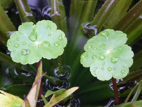 Hydrocotyle ranunculoides or Floating Pennywort may seem innocent but it is an alien invader